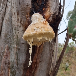 Laetiporus portentosus at Isaacs, ACT - 7 Jun 2023