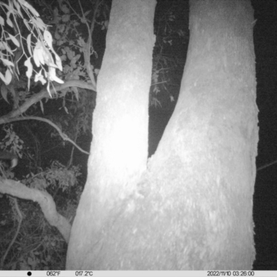 Pseudocheirus peregrinus (Common Ringtail Possum) at Thurgoona, NSW - 9 Nov 2022 by DMeco