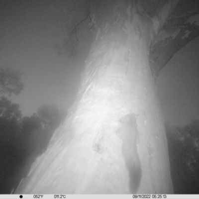 Petaurus norfolcensis (Squirrel Glider) at Table Top, NSW - 8 Nov 2022 by DMeco