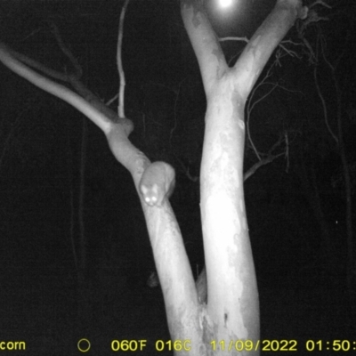 Phalangeridae (family) (Brushtail Possums) at Table Top, NSW - 8 Nov 2022 by DMeco