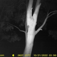 Petaurus norfolcensis (Squirrel Glider) at Table Top, NSW - 20 Oct 2022 by DMeco