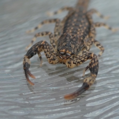 Lychas marmoreus (Little Marbled Scorpion) at Yass River, NSW - 7 Jun 2023 by SenexRugosus