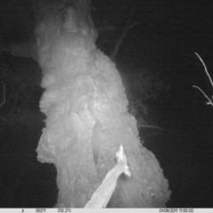 Petaurus norfolcensis (Squirrel Glider) at Table Top, NSW - 8 Jan 2011 by DMeco