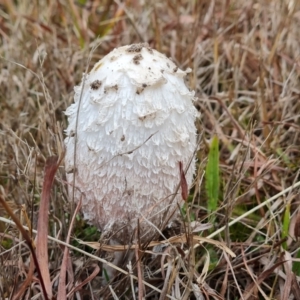 Coprinus comatus at Isaacs, ACT - 7 Jun 2023