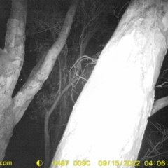 Trichosurus vulpecula (Common Brushtail Possum) at Wodonga, VIC - 14 Sep 2022 by DMeco