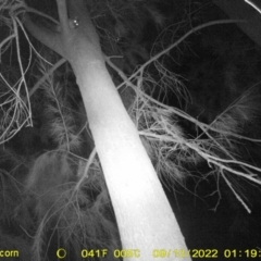 Trichosurus vulpecula (Common Brushtail Possum) at Wodonga, VIC - 13 Sep 2022 by DMeco