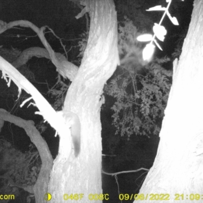 Petaurus norfolcensis (Squirrel Glider) at Huon Creek, VIC - 6 Sep 2022 by DMeco