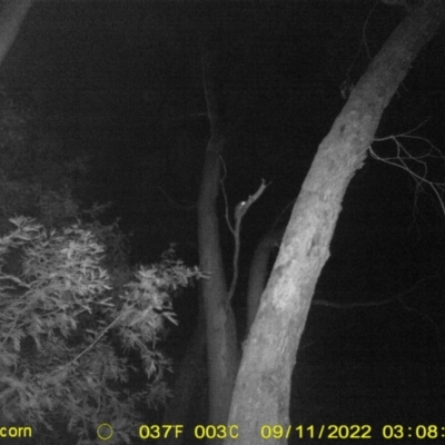 Petaurus sp. (A glider) at Huon Creek, VIC - 10 Sep 2022 by DMeco