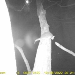 Pseudocheirus peregrinus (Common Ringtail Possum) at Leneva, VIC - 8 Oct 2022 by DMeco