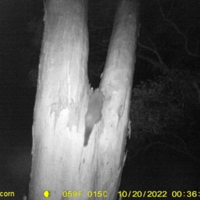 Trichosurus vulpecula (Common Brushtail Possum) at Baranduda, VIC - 19 Oct 2022 by DMeco