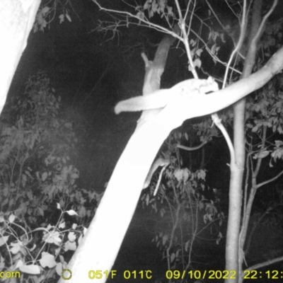 Petaurus norfolcensis (Squirrel Glider) at Bandiana, VIC - 10 Sep 2022 by DMeco