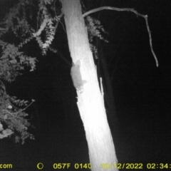 Trichosurus vulpecula (Common Brushtail Possum) at Baranduda, VIC - 11 Oct 2022 by DMeco