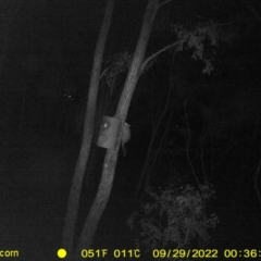 Trichosurus vulpecula (Common Brushtail Possum) at Baranduda, VIC - 29 Sep 2022 by DMeco