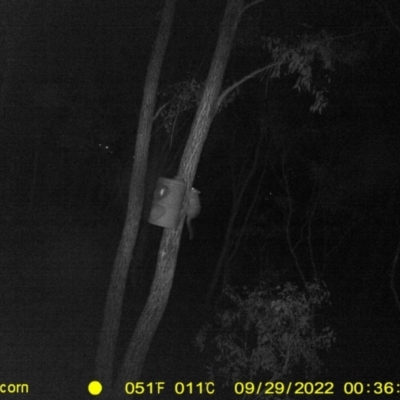 Trichosurus vulpecula (Common Brushtail Possum) at Baranduda, VIC - 28 Sep 2022 by DMeco