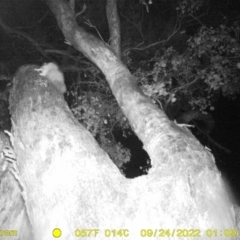 Petaurus norfolcensis (Squirrel Glider) at Baranduda, VIC - 23 Sep 2022 by DMeco