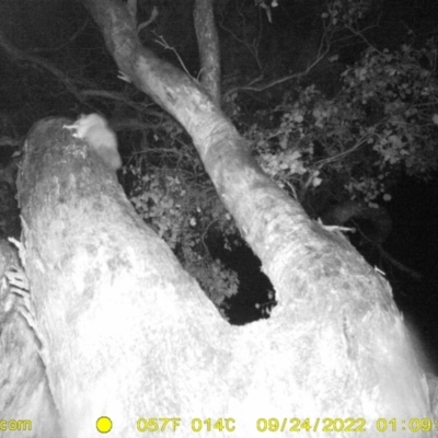 Petaurus norfolcensis (Squirrel Glider) at Baranduda, VIC - 23 Sep 2022 by DMeco