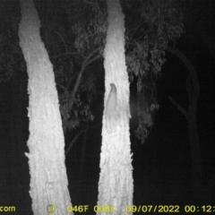 Petaurus norfolcensis (Squirrel Glider) at Wodonga, VIC - 7 Sep 2022 by DMeco
