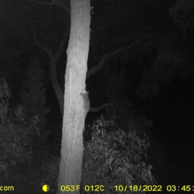 Pseudocheirus peregrinus (Common Ringtail Possum) at Baranduda, VIC - 17 Oct 2022 by DMeco