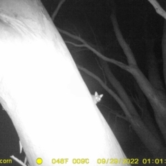 Trichosurus vulpecula (Common Brushtail Possum) at Baranduda, VIC - 28 Sep 2022 by DMeco