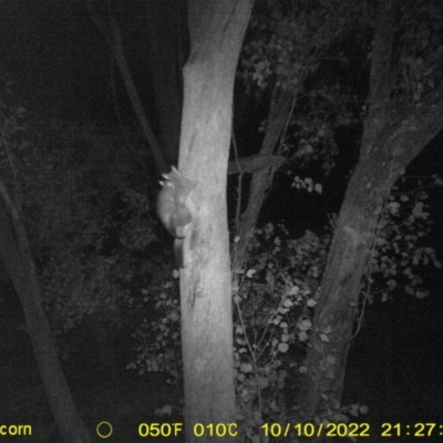 Trichosurus vulpecula (Common Brushtail Possum) at Baranduda, VIC - 10 Oct 2022 by DMeco