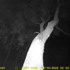 Pseudocheirus peregrinus (Common Ringtail Possum) at Huon Creek, VIC - 10 Sep 2022 by DMeco