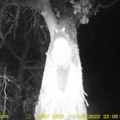 Trichosurus vulpecula (Common Brushtail Possum) at Baranduda, VIC - 9 Nov 2022 by DMeco