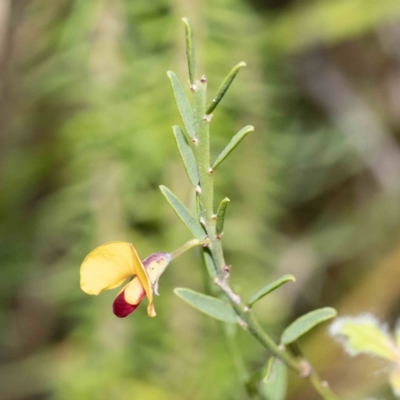 Bossiaea heterophylla (Variable Bossiaea) at Mallacoota, VIC - 7 Jun 2023 by Steve63