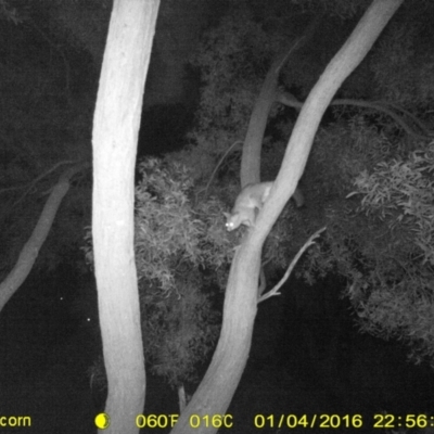 Trichosurus vulpecula (Common Brushtail Possum) at Killara, VIC - 4 Jan 2016 by DMeco