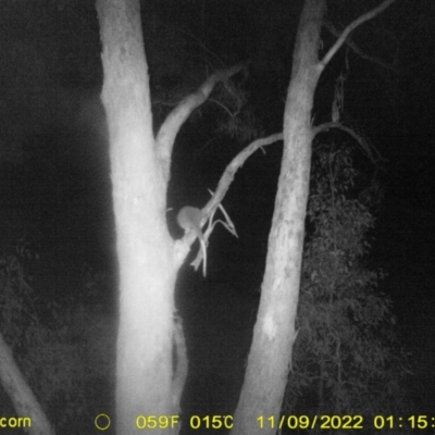 Pseudocheirus peregrinus (Common Ringtail Possum) at Baranduda, VIC - 8 Nov 2022 by DMeco