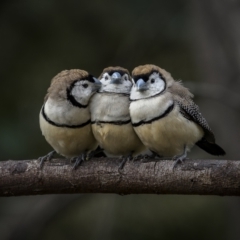 Stizoptera bichenovii (Double-barred Finch) at Jindalee National Park - 5 Jun 2023 by trevsci