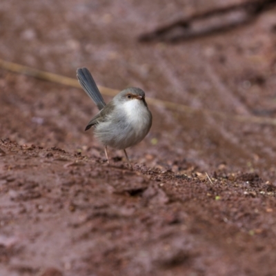 Malurus cyaneus (Superb Fairywren) at Cootamundra, NSW - 5 Jun 2023 by trevsci