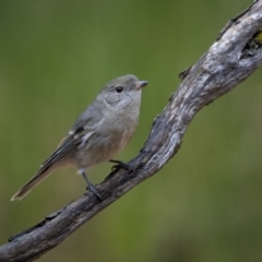 Pachycephala pectoralis (Golden Whistler) at Jindalee National Park - 5 Jun 2023 by trevsci