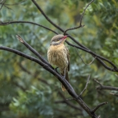 Acanthagenys rufogularis (Spiny-cheeked Honeyeater) at Cootamundra, NSW - 5 Jun 2023 by trevsci