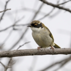 Melithreptus lunatus (White-naped Honeyeater) at Cootamundra, NSW - 5 Jun 2023 by trevsci