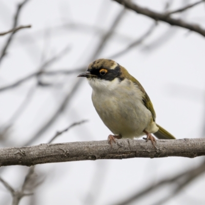 Melithreptus lunatus (White-naped Honeyeater) at Jindalee National Park - 4 Jun 2023 by trevsci