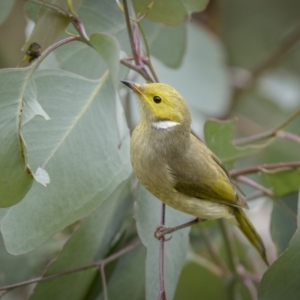 Ptilotula penicillata at Cootamundra, NSW - 5 Jun 2023