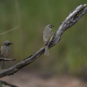 Caligavis chrysops at Cootamundra, NSW - 5 Jun 2023