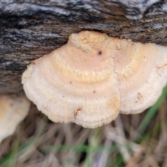 Truncospora ochroleuca at Bruce Ridge to Gossan Hill - 7 Jun 2023 by trevorpreston