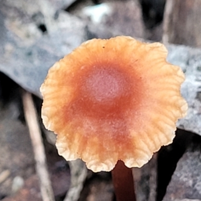 Laccaria sp. (Laccaria) at Flea Bog Flat, Bruce - 7 Jun 2023 by trevorpreston