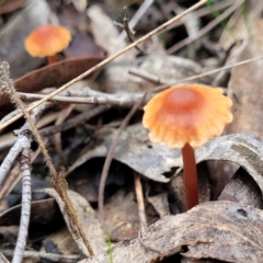 Laccaria sp. at GG291 - 7 Jun 2023 03:45 PM