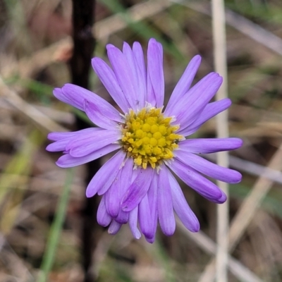 Brachyscome rigidula (Hairy Cut-leaf Daisy) at Flea Bog Flat, Bruce - 7 Jun 2023 by trevorpreston