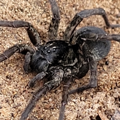 Lycosidae (family) (Unidentified wolf spider) at Flea Bog Flat, Bruce - 7 Jun 2023 by trevorpreston
