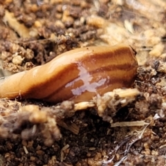 Anzoplana trilineata (A Flatworm) at Bruce Ridge to Gossan Hill - 7 Jun 2023 by trevorpreston