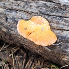 Trametes coccinea at Bruce, ACT - 7 Jun 2023 03:33 PM