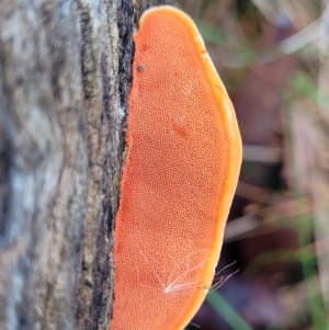 Trametes coccinea at Bruce, ACT - 7 Jun 2023 03:33 PM