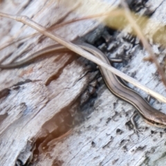 Acritoscincus duperreyi (Eastern Three-lined Skink) at Rendezvous Creek, ACT - 7 Jun 2023 by SWishart