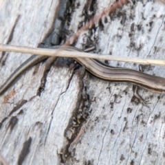 Acritoscincus duperreyi at Rendezvous Creek, ACT - 7 Jun 2023 01:14 PM