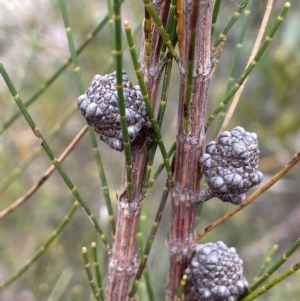 Allocasuarina diminuta at Lower Boro, NSW - 7 Jun 2023 12:57 PM