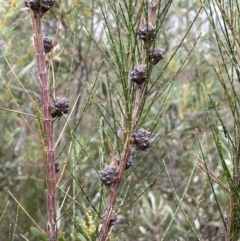 Allocasuarina diminuta at Lower Boro, NSW - 7 Jun 2023