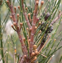 Allocasuarina diminuta at Lower Boro, NSW - 7 Jun 2023